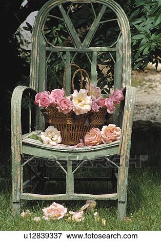 Stock Photo - Still-Life of roses in basket on chair. Fotosearch