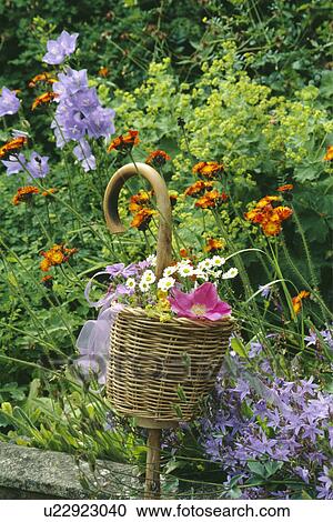 Stock Image - Still-Life of summer flowers and basket. Fotosearch
