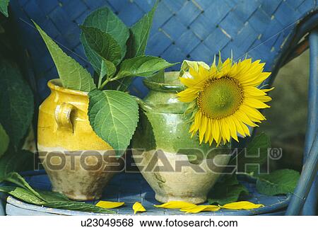 Stock Photo - Still-life of sunflower and pottery vases. Fotosearch