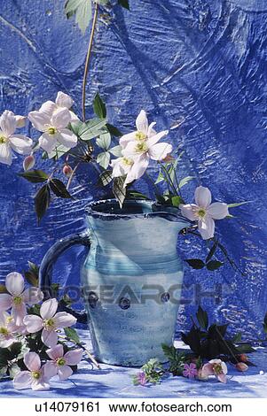 Stock Image - Still-Life of white clematis in blue jug. Fotosearch