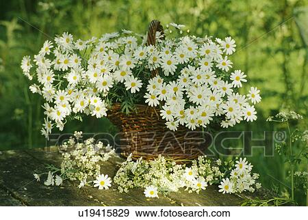Stock Photo - Still-Life of white daisies in basket. Fotosearch