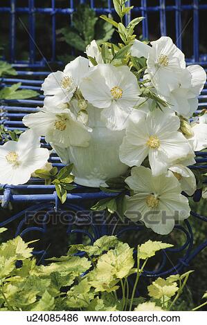 Still-Life of white flowers View Large Photo Image Stock Photograph - Still-Life of white flowers. Fotosearch