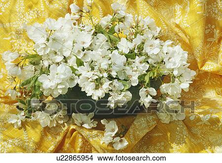 Still-Life of white spring blossom View Large Photo Image Picture - Still-Life of white spring blossom. Fotosearch