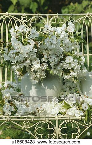Still-Life of white spring blossom View Large Photo Image Stock Photo - Still-Life of white spring blossom. Fotosearch