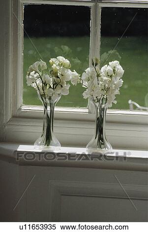 Still-Life of white sweetpeas in glass vases View Large Photo Image Stock Photography - Still-Life of white sweetpeas in glass vases. Fotosearch