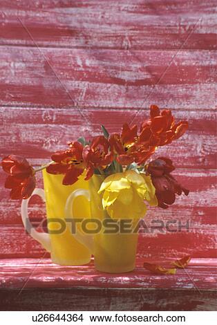 Picture - Still-Life of yellow and red tulips in yellow cups. Fotosearch