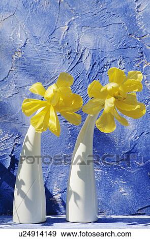 Still-Life of yellow tulips in white vases View Large Photo Image Stock Photo - Still-Life of yellow tulips in white vases. Fotosearch