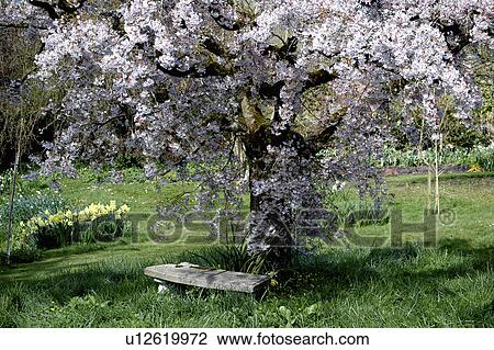 Stone bench below fowering pear tree in Spring country garden View Large Photo Image Stock Image - Stone bench below fowering pear tree in Spring country garden. Fotosearch