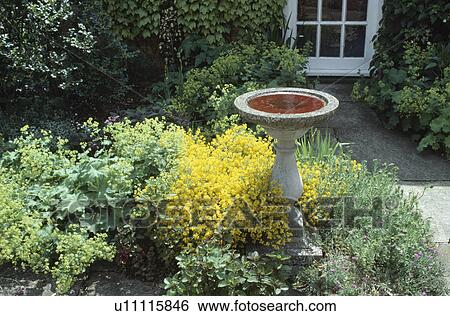 Stock Photograph - Stone birdbath in border with alchemilla "mollis" and yellow genista. Fotosearch