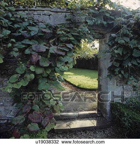 Stock Image - Stone step below doorway in stone wall with climbers in country garden in summer. Fotosearch