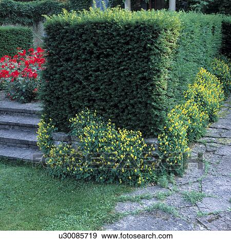 Stock Photo - Stone steps beside hedge in country garden in summer. Fotosearch