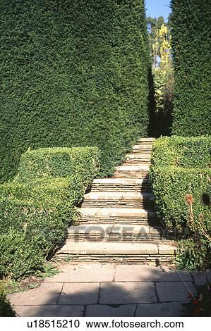 Stock Image - Stone steps between tall clipped yew hedges. Fotosearch