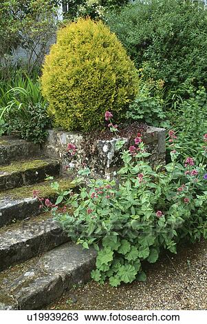 Stock Image - Stone steps in country garden in summer. Fotosearch