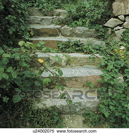 Stock Photography - Stone steps in country garden in summer. Fotosearch