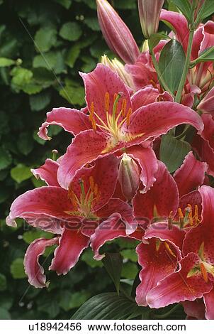 Stock Photograph - summer, bulbs, lily, lillium stargazer, pink, plants. Fotosearch
