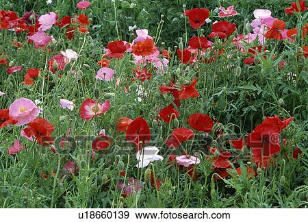 Stock Photo - summer, papaver rhoas, wild, red, poppy, plants. Fotosearch