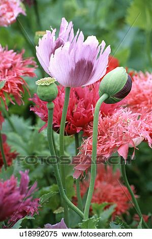 summer, poppy, pink, annuals, papaver, plants View Large Photo Image Stock Photography - summer, poppy, pink, annuals, papaver, plants. Fotosearch