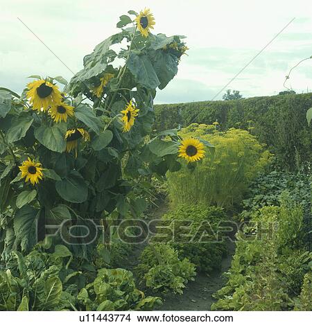 Sunflowers in large country vegetable garden in summer View Large Photo Image Picture - Sunflowers in large country vegetable garden in summer. Fotosearch