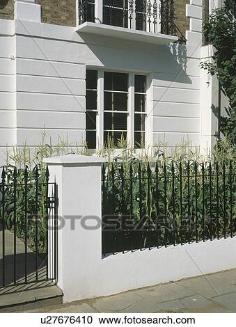 Stock Image - Sweetcorn growing behind iron railings in front garden of white Victorian townhouse. Fotosearch