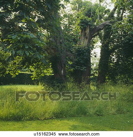 Tall trees in long grass in large country garden in summer View Large Photo Image Stock Photography - Tall trees in long grass in large country garden in summer. Fotosearch