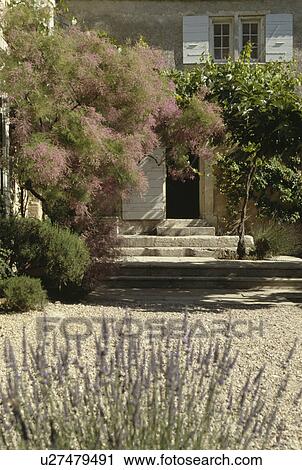 Stock Image - Tamarisk tree in front of house in Provence. Fotosearch