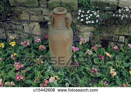 Stock Photo - Terracotta amphora and primula in front of stone wall. Fotosearch