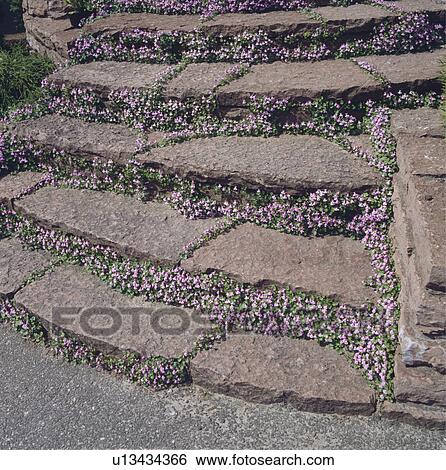 Stock Photograph - Thyme planted on stone steps in country garden in summer. Fotosearch