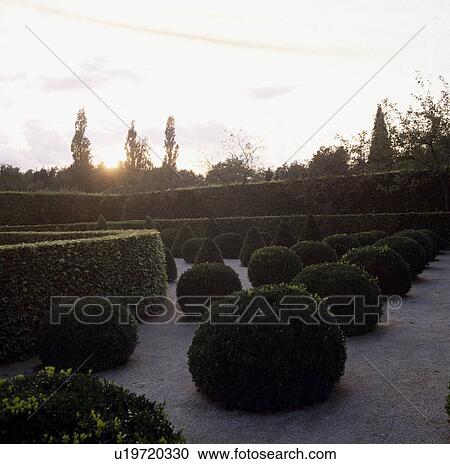 Stock Image - Topiary and clipped shrubs on gravel in large country garden in summer. Fotosearch
