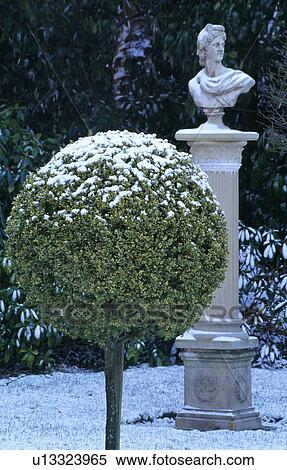 Topiary tree and sculpture in country garden in winter View Large Photo Image Stock Photography - Topiary tree and sculpture in country garden in winter. Fotosearch