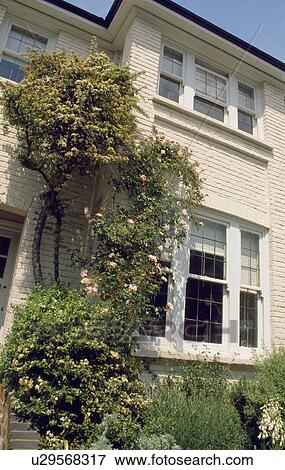 Traditional townhouse painted cream with pink climbing rose View Large Photo Image Stock Photo - Traditional townhouse painted cream with pink climbing rose . Fotosearch