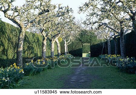 Stock Photography - Trees and path between clipped hedges in large country garden in Spring. Fotosearch