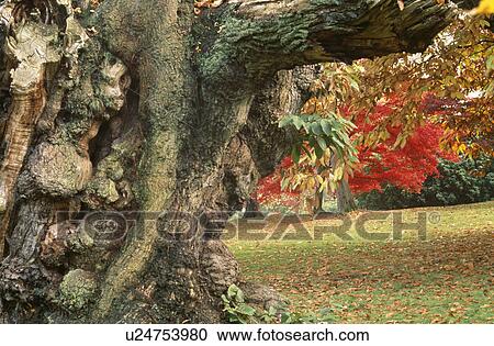 Stock Image - Trees in country garden in Autumn. Fotosearch
