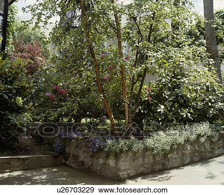 Stock Photo - Trees in country garden in summer. Fotosearch