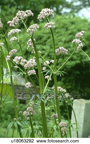 valeriana officinalis, perennial, pink, pastel, plants View Large Photo Image Stock Image - valeriana officinalis, perennial, pink, pastel, plants. Fotosearch