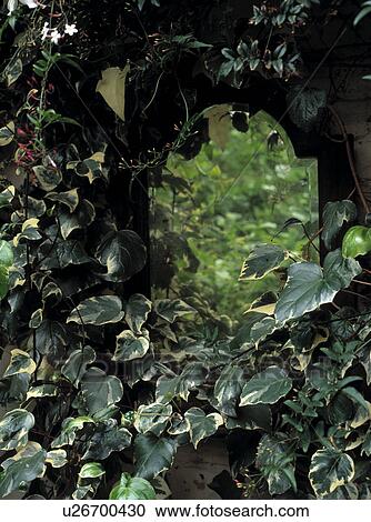 Variagated ivy covering a wall with an inset shaped mirror. View Large Photo Image Stock Image - Variagated ivy covering a wall with an inset shaped mirror.. Fotosearch