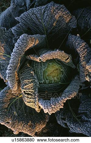 vegetable, cabbage, frost, plants View Large Photo Image Stock Image - vegetable, cabbage, frost, plants. Fotosearch
