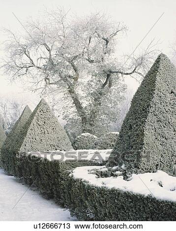 View of a large tree through a substantial box parterre with pyramids s and spheres with a covering of snow. View Large Photo Image Stock Image - View of a large tree through a substantial box parterre with pyramids s and spheres with a covering of snow.. Fotosearch