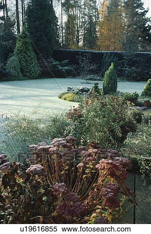 Stock Photography -  View oof a large country garden with mixed border of perennials including sedums and dwarf conifers to a frost covered lawn and distant trees.. Fotosearch