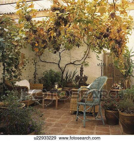 Vine with black grapes in roof of conservatory. View Large Photo Image Stock Photo - Vine with black grapes in roof of conservatory.. Fotosearch