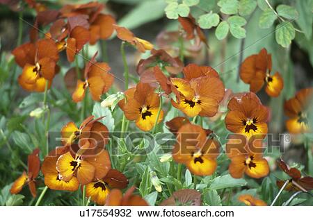 viola, summer, annuals, pansy, orange, plants View Large Photo Image Stock Image - viola, summer, annuals, pansy, orange, plants. Fotosearch