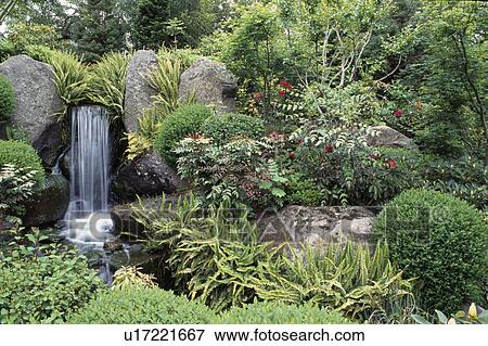 Waterfall pool lined with Hart's tongue fern and surrounded by evergreen trees and clipped shrubs.. View Large Photo Image Stock Photo - Waterfall pool lined with Hart's tongue fern and surrounded by evergreen trees and clipped shrubs... Fotosearch