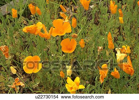 welsh poppy, summer, orange, meconopsis cambrica, plants View Large Photo Image Picture - welsh poppy, summer, orange, meconopsis cambrica, plants. Fotosearch