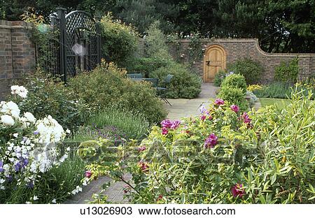 Stock Image - White and pink roses in large walled country garden in summer. Fotosearch