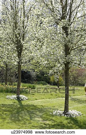 Stock Photo - White Anemone Blanda growing at the foot of flowering pear trees in Spring country garden. Fotosearch