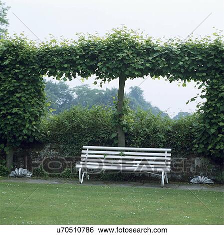 White bench and pleached tree in country garden in summer View Large Photo Image Stock Photograph - White bench and pleached tree in country garden in summer. Fotosearch