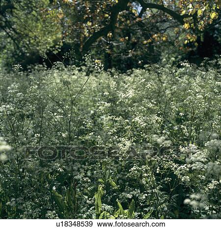 White cow parsley below woodland trees View Large Photo Image Stock Photo - White cow parsley below woodland trees. Fotosearch
