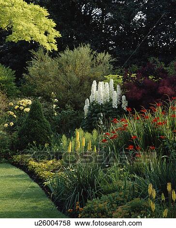Stock Photo - White delphiniums and yellow kniphofia in border in large country garden in summer. Fotosearch