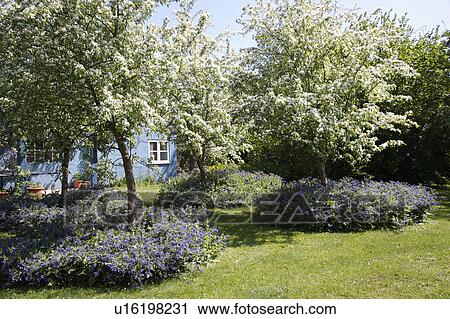 Stock Image - White flowering trees underplanted with blue nepeta beside lawn in country garden in summer. Fotosearch