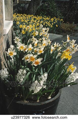 Stock Photograph - White hyacinths with white and yellow daffodils in wooden barrels. Fotosearch