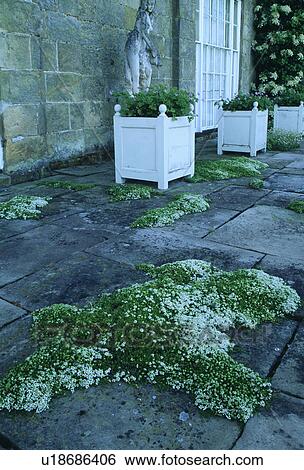 Stock Photograph - White iberis and square wooden planters on paving in country garden. Fotosearch